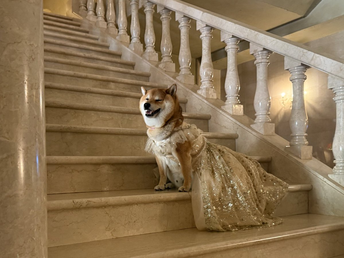 chachamarock's tweet photo. ロックハート城にて
角刈りプリンセス👸

#柴犬 https://t.co/g31fg0d7PK