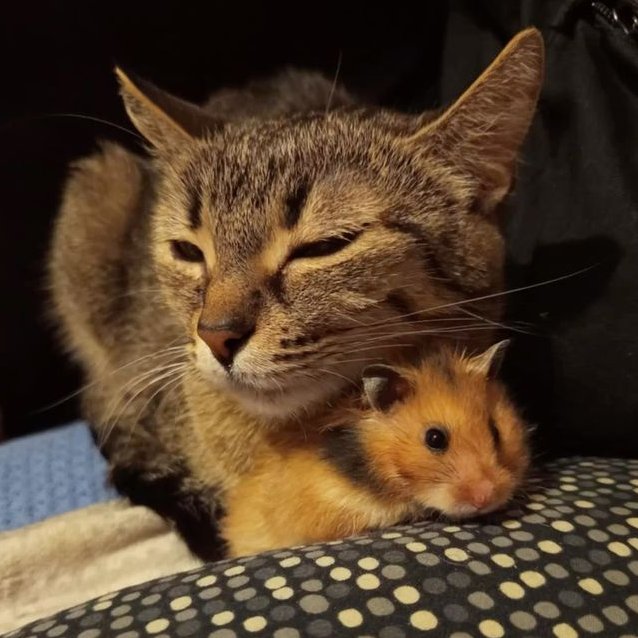 cats4meowberry's tweet photo. meowwww!!!!!!!! and- uhhhh what sound do hamsters make????? 🐹🐈💗
@thehamsterbear https://t.co/CHuYWeFFvi