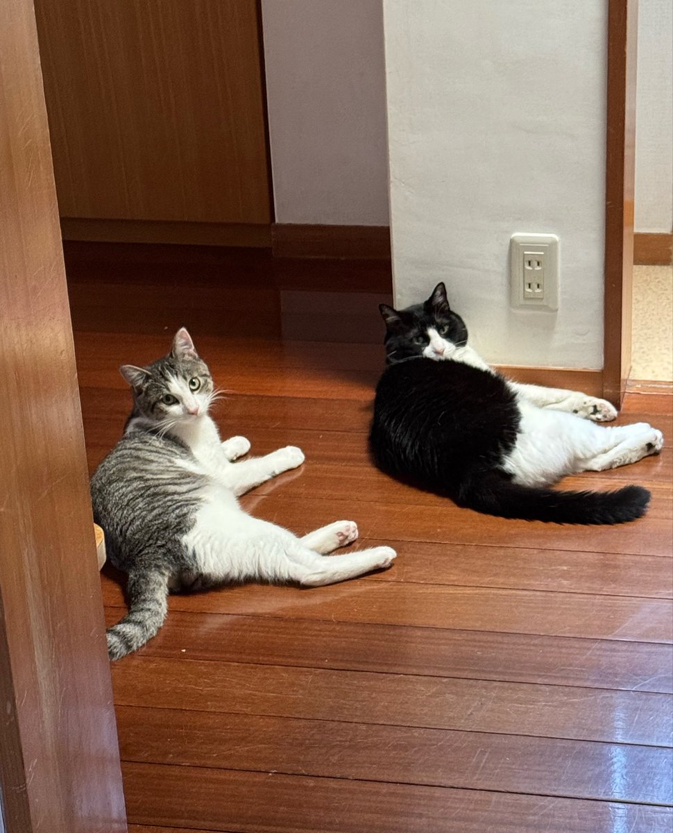 tokshiba0nigiri's tweet photo. 猫 https://t.co/i05qYTZjGy