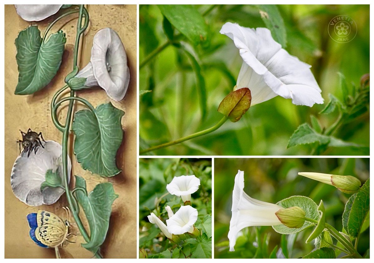 VenetiaJane's tweet photo. Summer-flowering hedge bindweed (Calystegia sepium) is also known as “granny-pop-out-of-bed”. An old game played by children is to grasp the flower by its calyx and squeeze, making the corolla detach and ‘pop’ off, while chanting the words “granny, granny, pop out of bed!”. https://t.co/1LbVbZxFrV