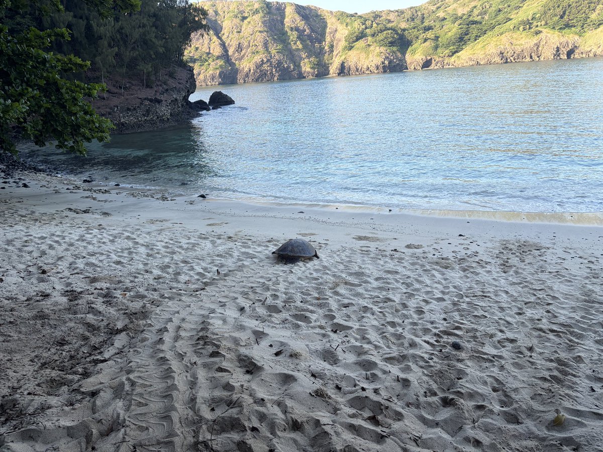 mt_seaturtle's tweet photo. 先日、木に引っかかってしまったカメがいます！とお電話いただいて向かったコペペ海岸🏝️

到着した時には自力で抜け出していたようで、元気に海に戻っていくお母さんガメに会うことが出来ました🐢

付けたての足跡がとっても綺麗✨️
 #アオウミガメ によくみられる、左右対称の足跡です🐾 https://t.co/W7TUGMzdLH
