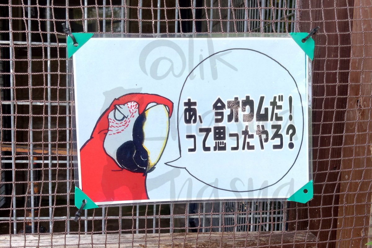 lik_nasua_nasua's tweet photo. 動物園って必ず絵の上手い飼育員さんいるよね
#海の中道海浜公園 #動物の森
#ベニコンゴウインコ #ルリコンゴウインコ
#RedandGreenMacaw #BlueandyellowMacaw https://t.co/XVDsoorAZO