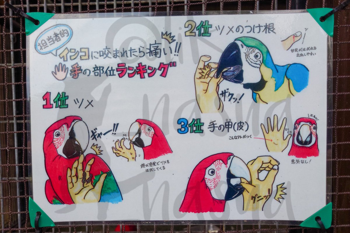 lik_nasua_nasua's tweet photo. 動物園って必ず絵の上手い飼育員さんいるよね
#海の中道海浜公園 #動物の森
#ベニコンゴウインコ #ルリコンゴウインコ
#RedandGreenMacaw #BlueandyellowMacaw https://t.co/XVDsoorAZO