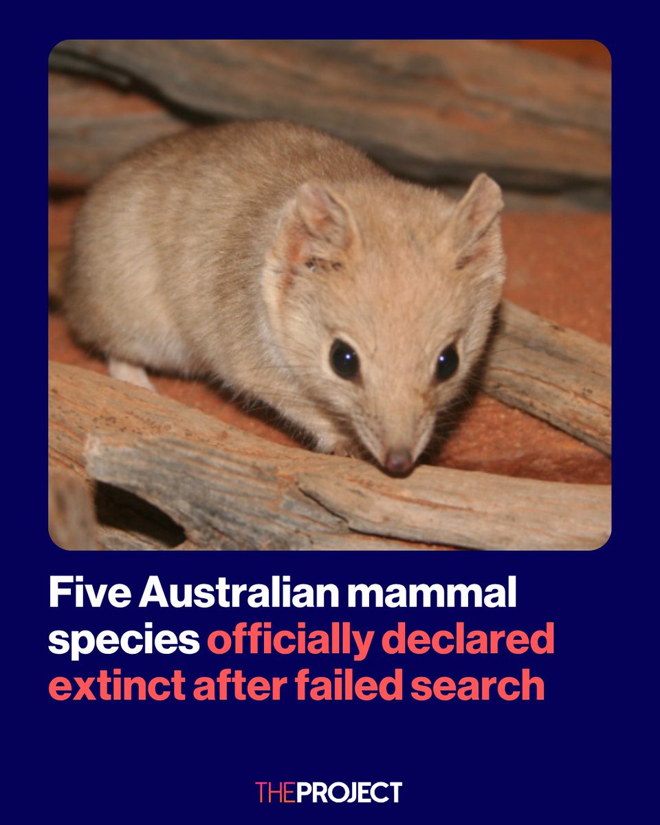 theprojecttv's tweet photo. Five Australian mammal species – the little bettong, crested-tailed mulgara, southern mulgara, northern mulgara and little mulgara – have been officially declared extinct after exhaustive searches failed to find any surviving populations. 

Scientists say the declaration highlights Australia's ongoing biodiversity crisis and the urgent need to better protect native wildlife.