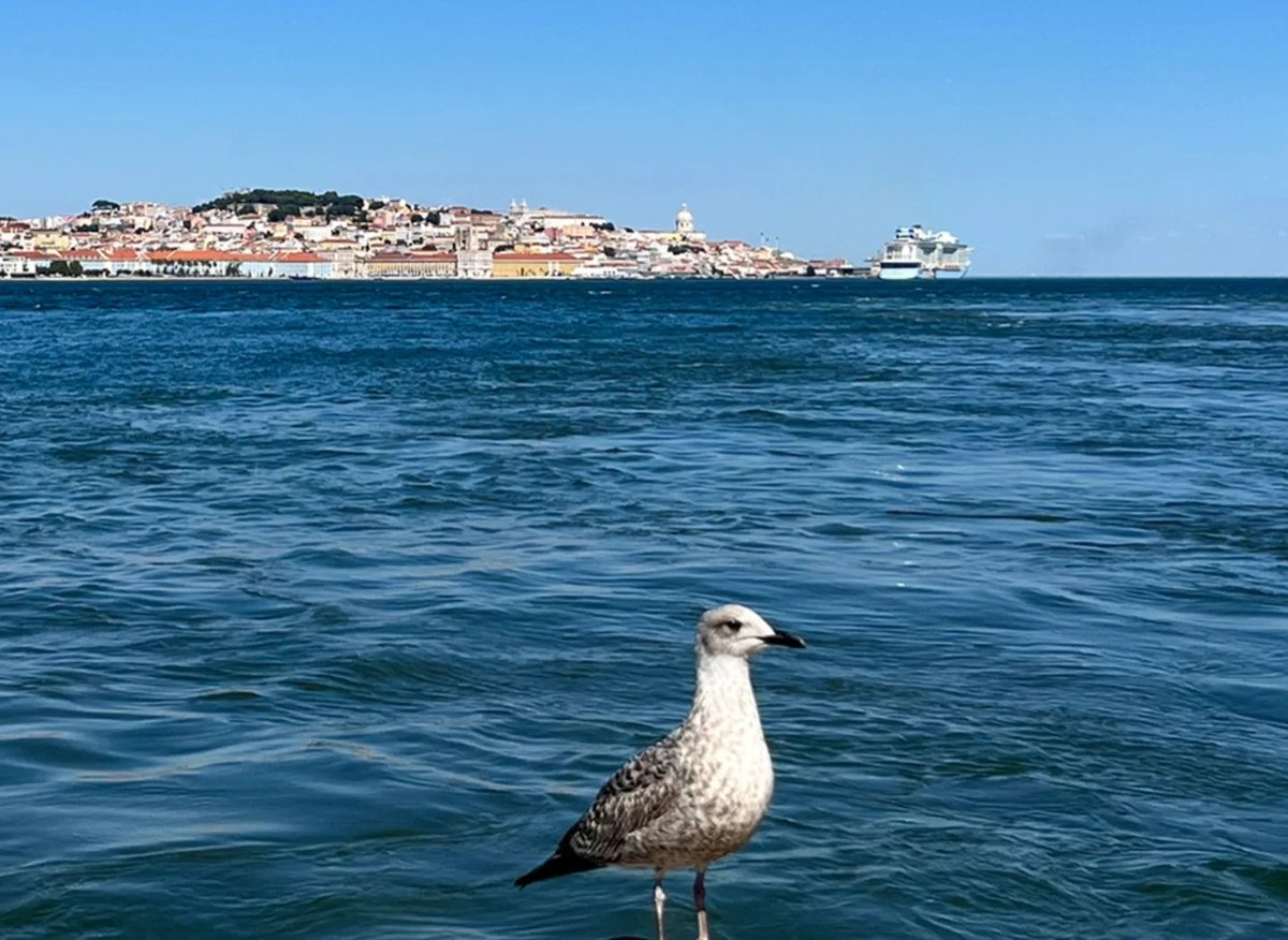 GidgetEdmisten's tweet photo. Just landed in Lisbon u0026 already obsessed with the pastel yellow trams, sun-warmed pastéis de nata, and that lazy river breeze. 3 days can’t come soon enough to explore every cobblestone corner! https://t.co/2O3qjfF47V