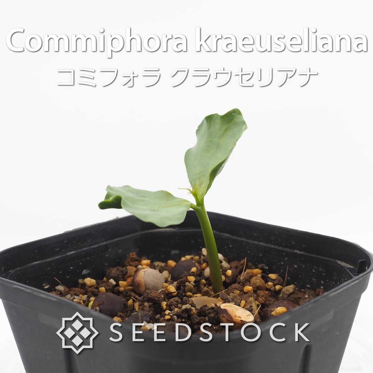 SEEDSTOCK (@seedstock_jp) / Posts / X
