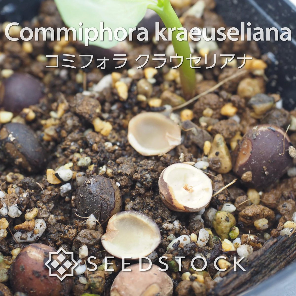 SEEDSTOCK (@seedstock_jp) / Posts / X