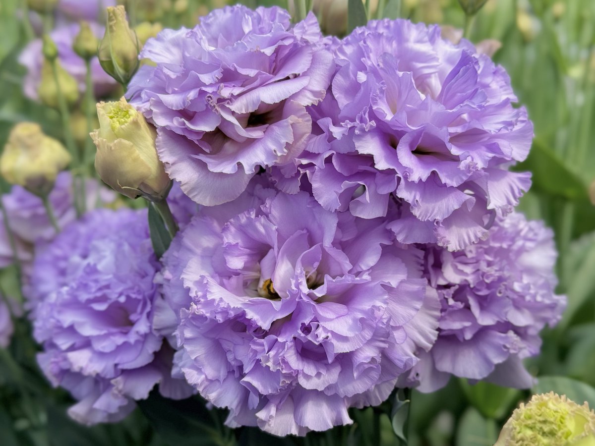 🌸花き生産者取材レポート🌸 北海道由仁町南空知トルコ部会の皆様に