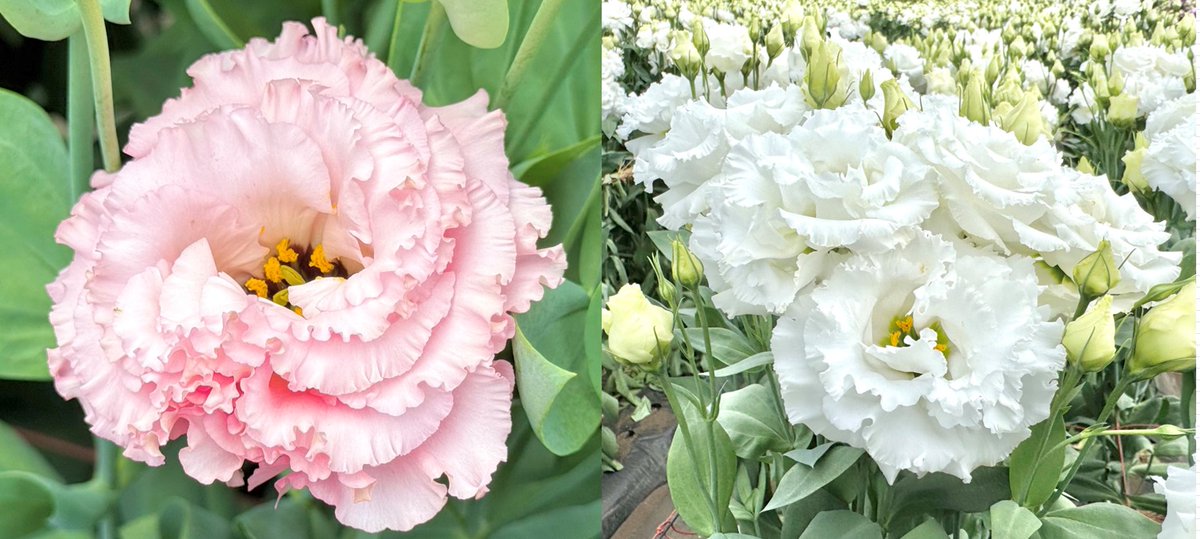 🌸花き生産者取材レポート🌸 北海道由仁町南空知トルコ部会の皆様に