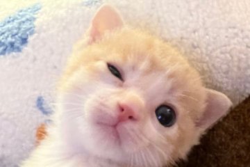 Internetcatsol's tweet photo. Yeah I know, chart looks good🐈 https://t.co/9LC9xJNWtR