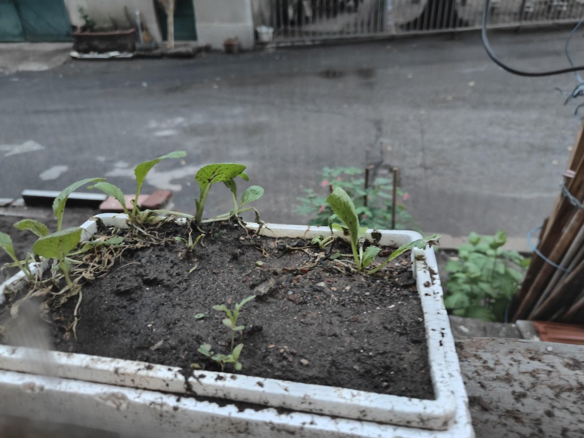 EllenaStapnvv's tweet photo. Just swapped my 9-to-5 desk setup for a balcony garden nook—watching my first tomato sprout hit different. Small wins make big days.， https://t.co/sLBth26TK4