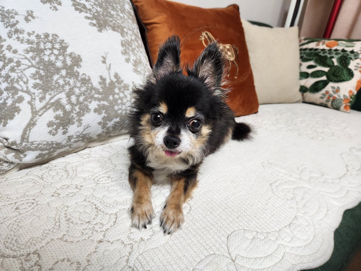 jjonkkae's tweet photo. 저희집 두더지 입니다 https://t.co/ZYStpAnUkL