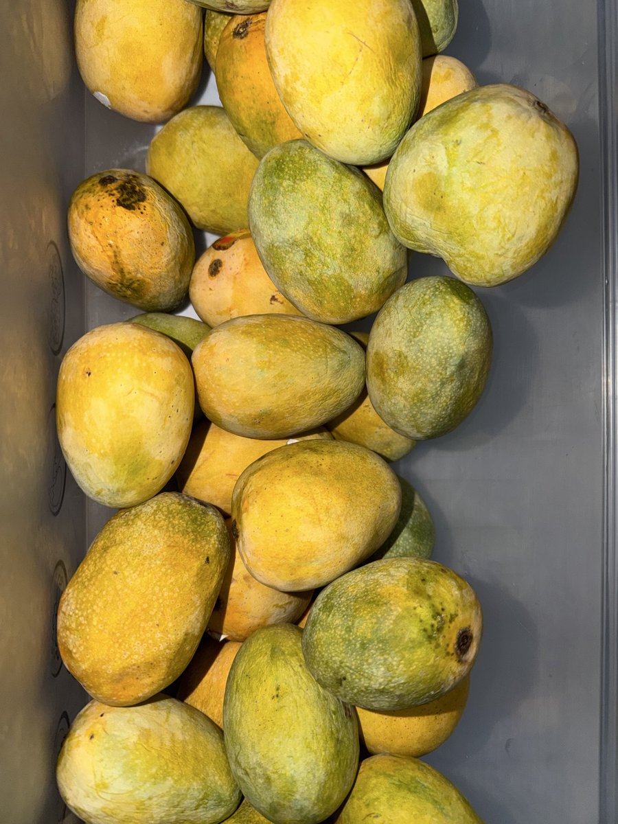 HotTakeVendorX's tweet photo. the greatest mango ever created = anwar ratol https://t.co/7ETxSnYptv