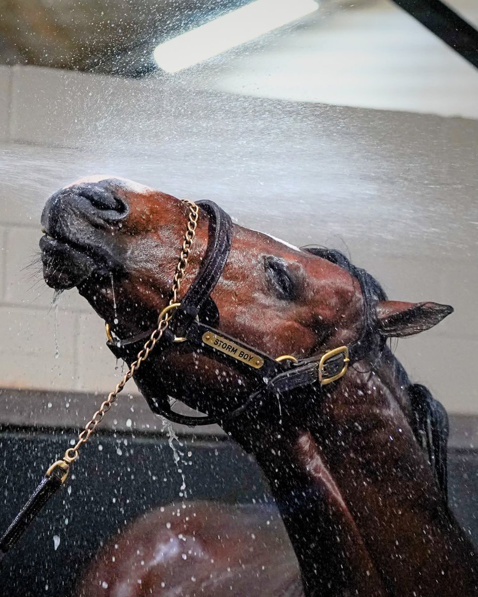 Tom Magnier Coolmore tweet media