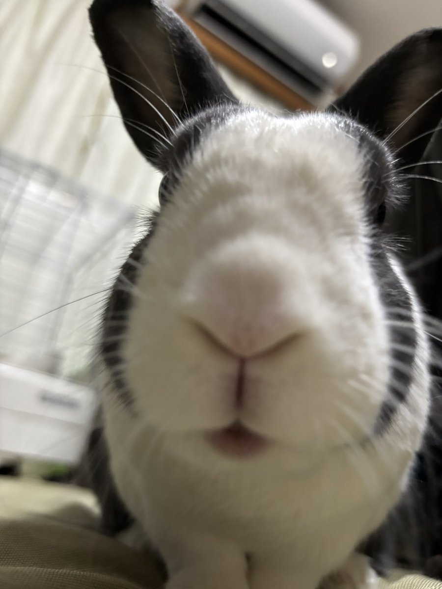 p_butako's tweet photo. ぼくの鼻の穴見たな！？ https://t.co/a9Zahnkinl