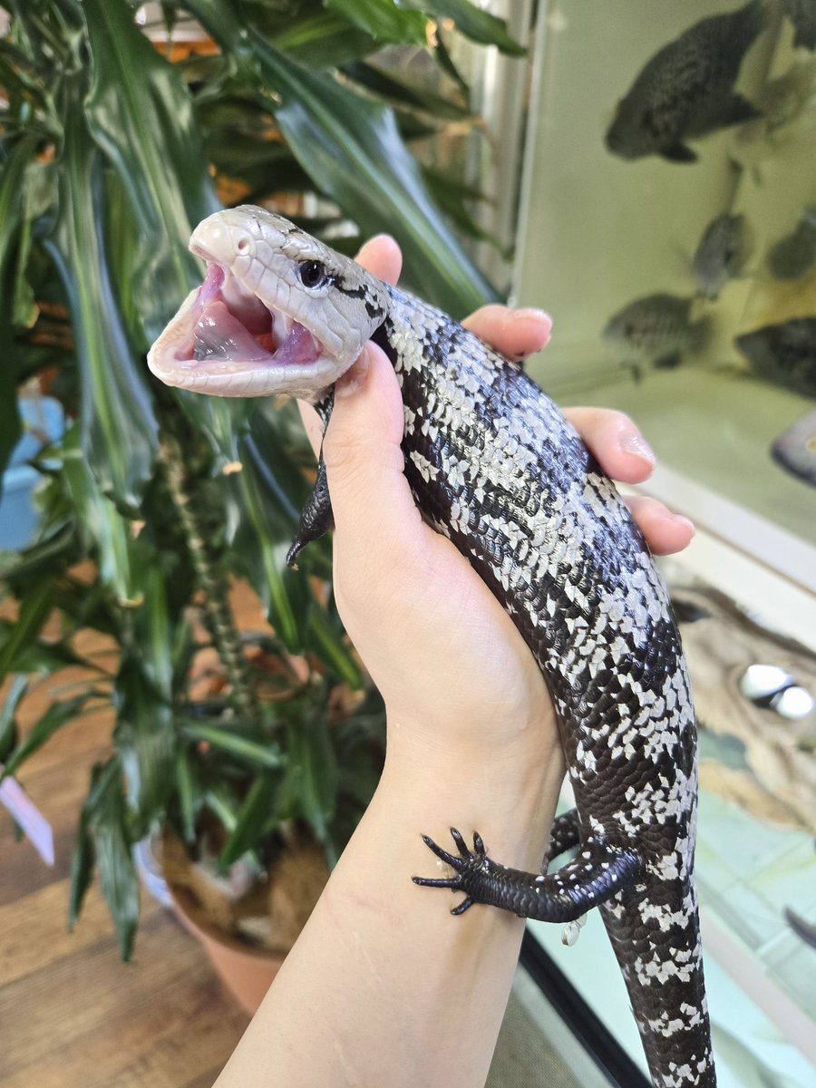 □アザンティックアオジタトカゲ ￥38,000