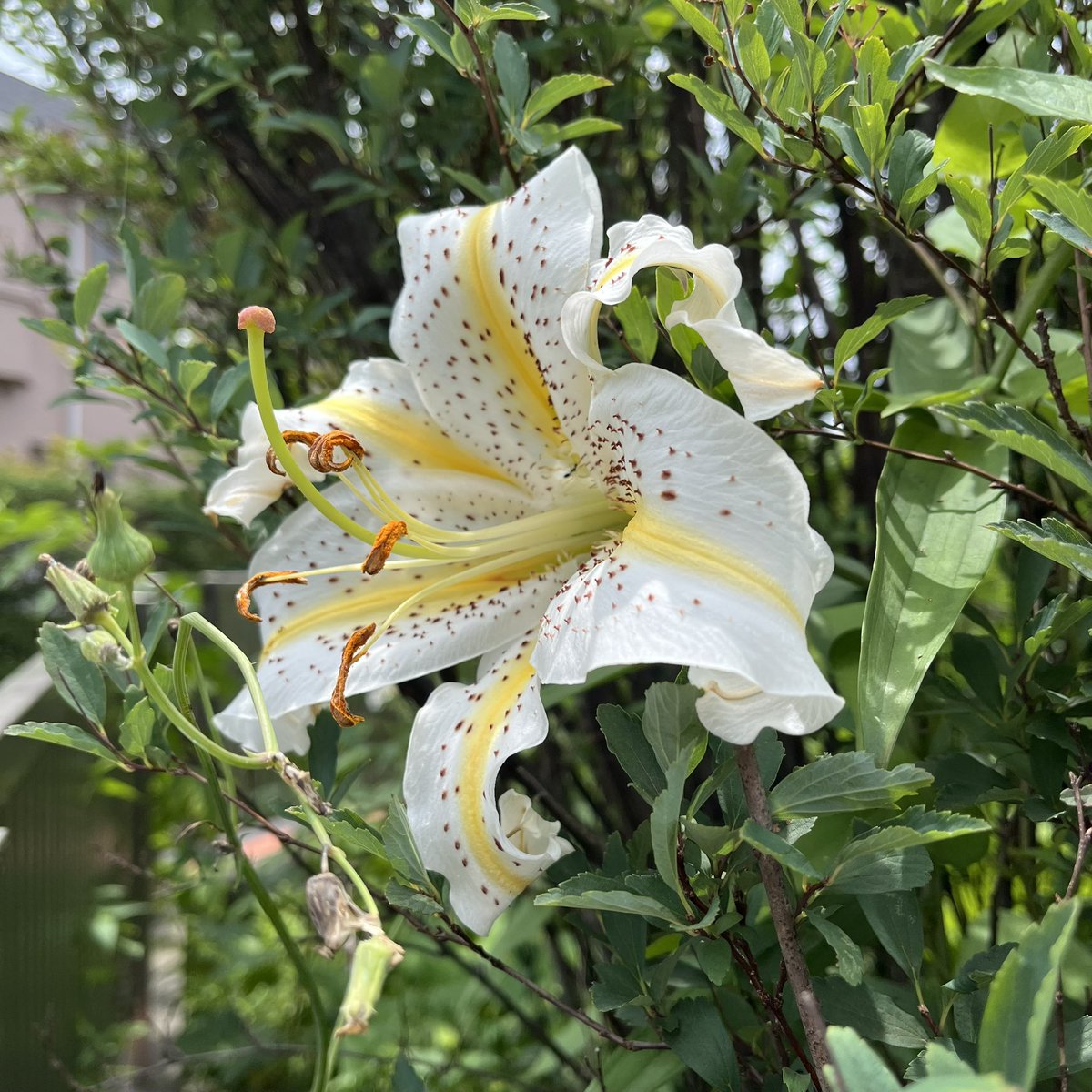 TcMMT_209208E's tweet photo. 近所に咲いていた、ヤマユリ(山百合)と思われるユリの花。A lily that seems like a gold-banded lily (Lilium auratum) was blooming in my neighborhood. #ユリ #ヤマユリ #百合 #花 #花が好き #夏 #7月 #夏の花 #lily #flower #Blume #fleur #flore #Lilie #summer #flowerlover #summertime #July https://t.co/fnqRME1qLD