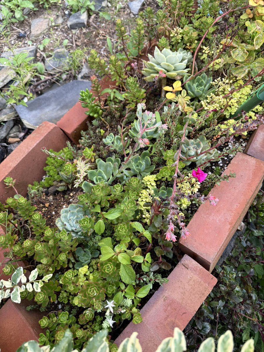 tukigami_'s tweet photo. 野晒し地植え多肉達ほぼ放置でも元気な子達😊

#多肉植物 #Succulents #다육식물 #ไม้อวบน้ำ #Echeveria #Agave #Cactus
#PlantLover #PlantLife #IndoorPlants #Gardening #식집사 #観葉植物 #植物 #お花 #植物好き #植物のある暮らし #Plants #식물 #पौधे #自然 https://t.co/ryEa3H4RyK