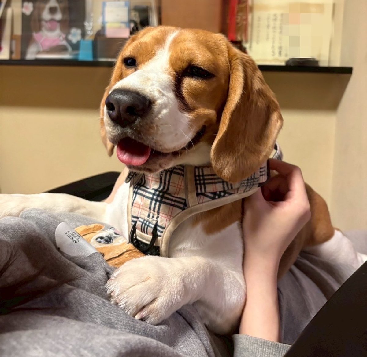 beagle_0408's tweet photo. 愛されて当然。満足満足 https://t.co/m5barEbjHB