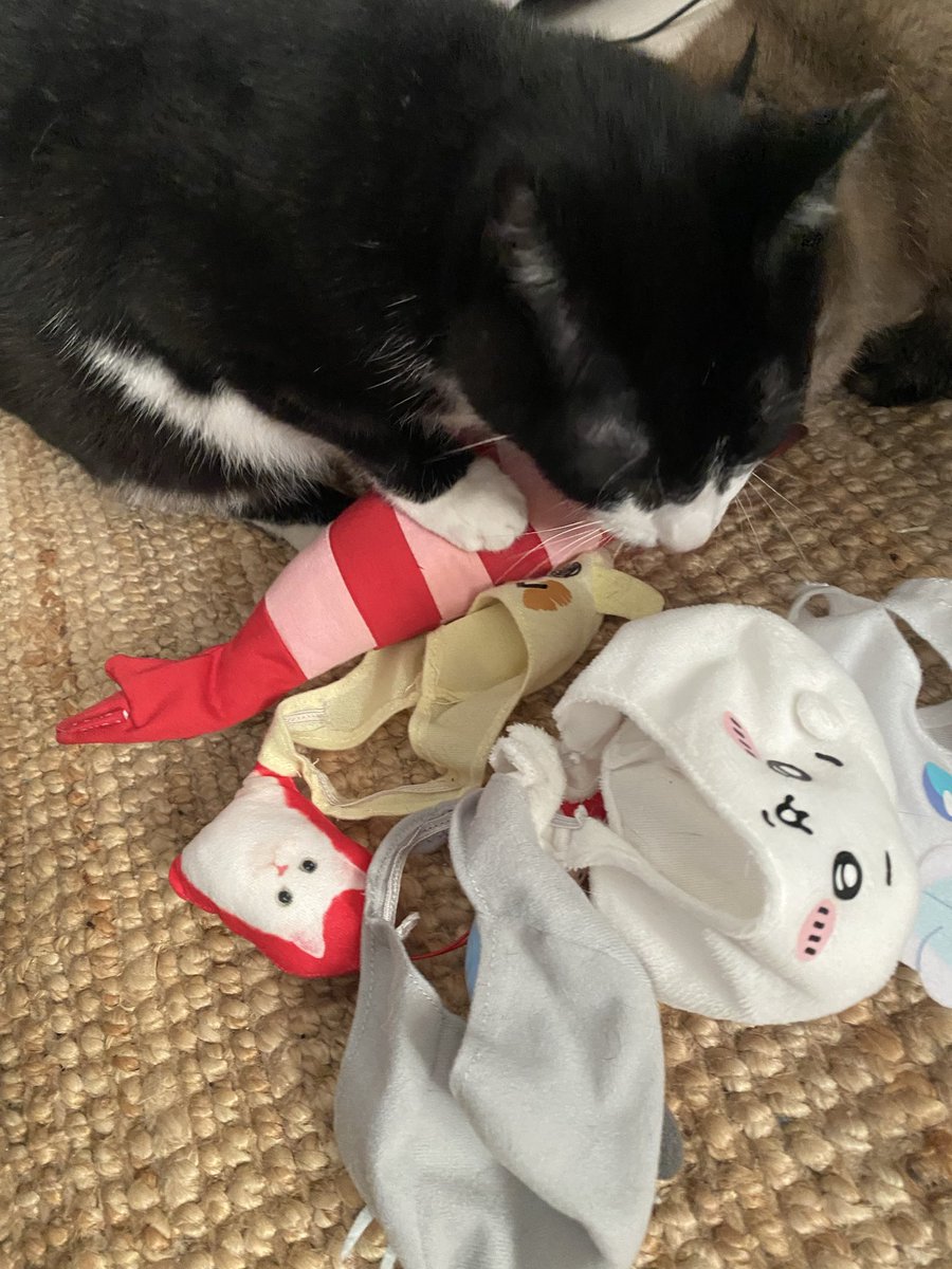 Cat1221's tweet photo. 洗濯したおもちゃ回収🧺
早速匂いチェックはいります🐱 https://t.co/rm8z8aTAYP