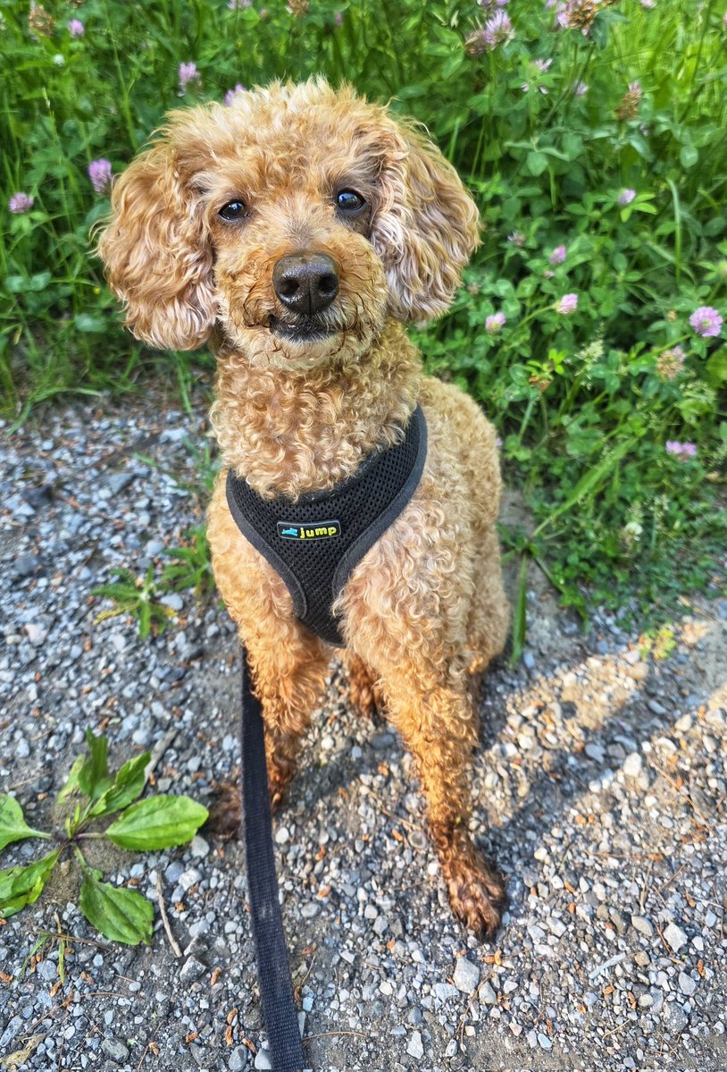 WalkinDogwalk's tweet photo. Finn sees the weekend is coming at us quickly!
😁💖🐾🐕🐶💖🐾
#FriYAY #minipoodle #weekendvibes #walkinthedog https://t.co/pJ8HcdtZ6A