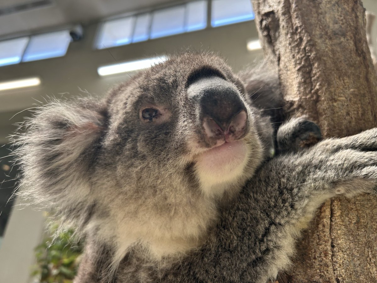 englandhill_zoo's tweet photo. のぞみにお花やお手紙をお供えいただけるよう7月18日（土）よりコアラ館観覧通路内にて、献花台を設置させていただきます（遠方の方からの配送もお受けいたしま���）@(・●・)@
設置期間については、季節柄お花が傷みやすいかもしれませんので予告無く終了する可能性があることをご了承くださいませ https://t.co/5PhRh813b9