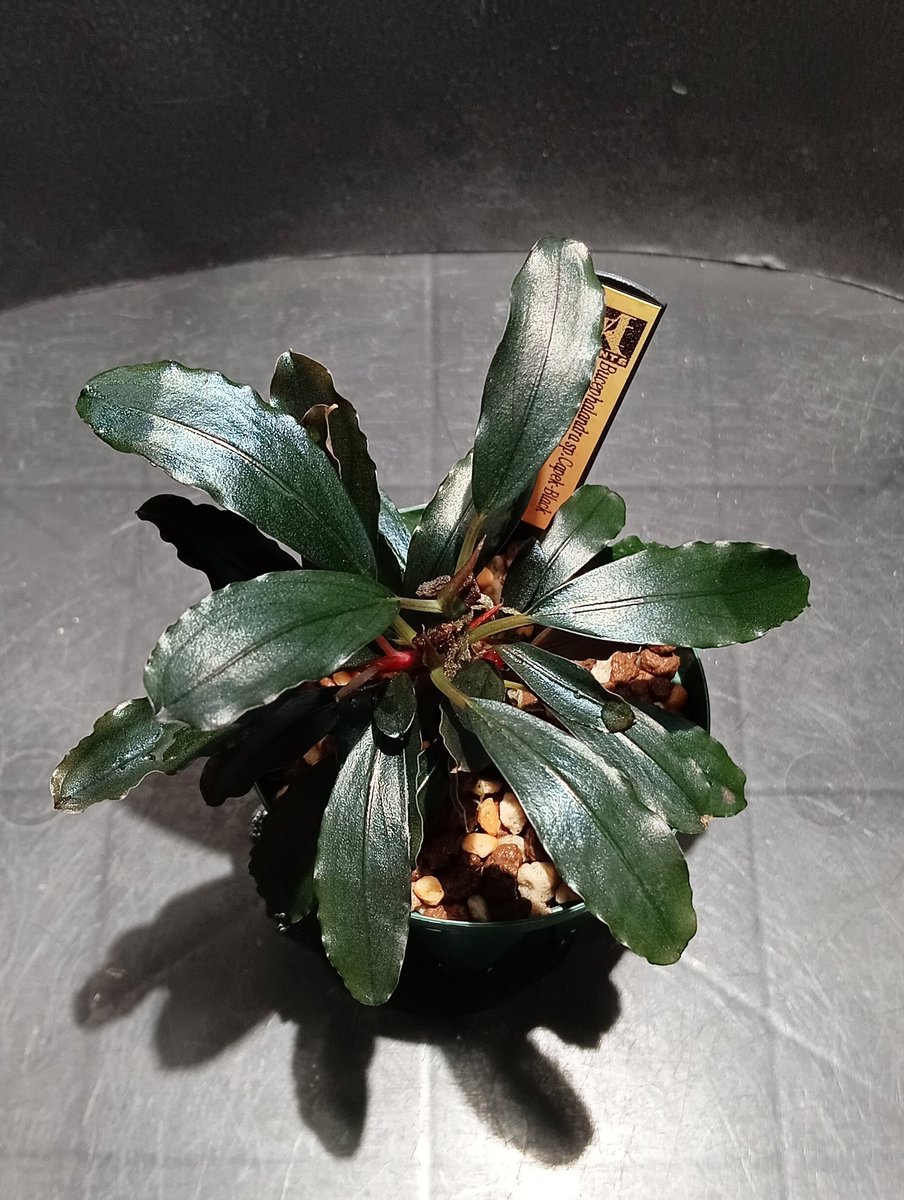 Bucephalandra sp.Capek-Black【AZ0311-6】AZ便 お気に入りのチャペ
