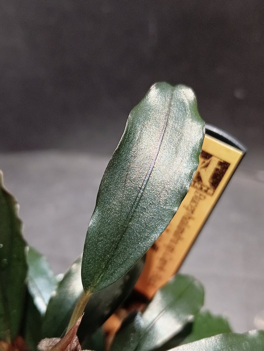 Bucephalandra sp.Capek-Black【AZ0311-6】AZ便 お気に入りのチャペ