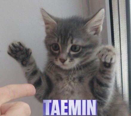 Taeminascats's tweet photo. Posted on national kitten day… coincidence? I think not. https://t.co/Q3DuqC0STt