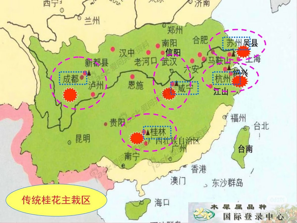 AnselJeffvans's tweet photo. @sakurasolotra 南方多，桂花不耐低温，喜湿和微酸土壤。北方要少很多。比如杭州满觉陇-杨梅岭-九溪；苏州光福窑上；南京灵谷寺；游玩要注意避开节假日。 https://t.co/shYZQZSgE7