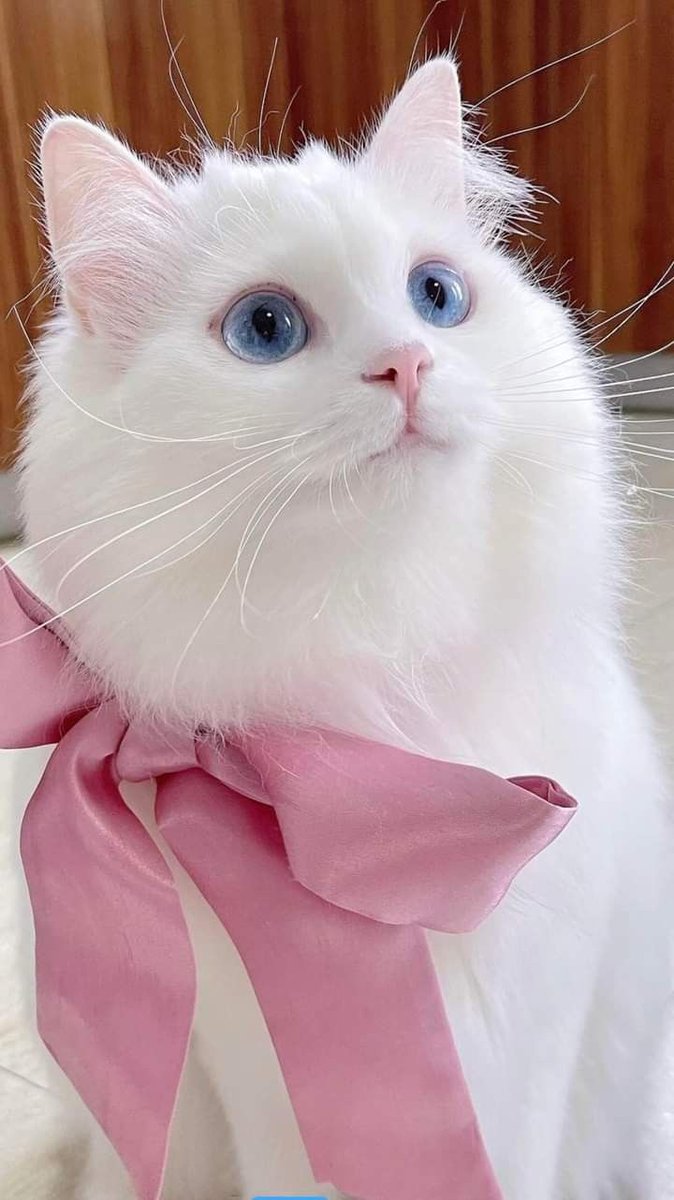 _animalsX's tweet photo. Goodnight friends https://t.co/o83cTgw4jL