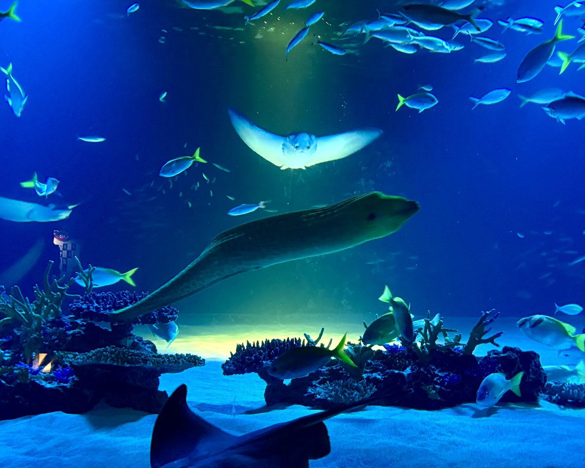 PShinobu's tweet photo. 体験型謎解きイベント 「サンシャイン水族館×アクアリウムは踊らない 館長からの挑戦状」に行った　昨年よりホラー感は薄れていたように思ったけど、ゲームの世界の雰囲気をそこかしこに感じる気がした https://t.co/FzNLFMOSiX