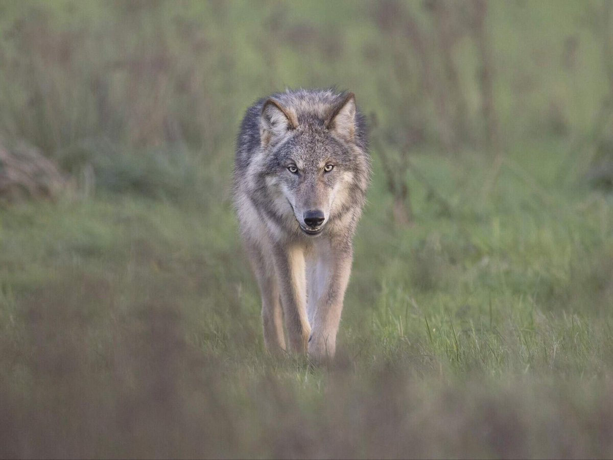 RutgervdNoort's tweet photo. Ik zal het nog één keer uitleggen qua agenda:

> wolf wordt toegelaten in NL
> wolven breiden uit, gaan zich vestigen
> leefgebied van wolf wordt tot natuur verklaard
> natura2000 gebieden worden uitgebreid met natuurleefgebied wolf
> landbouw verder onder druk https://t.co/d3Xl8cBSgu