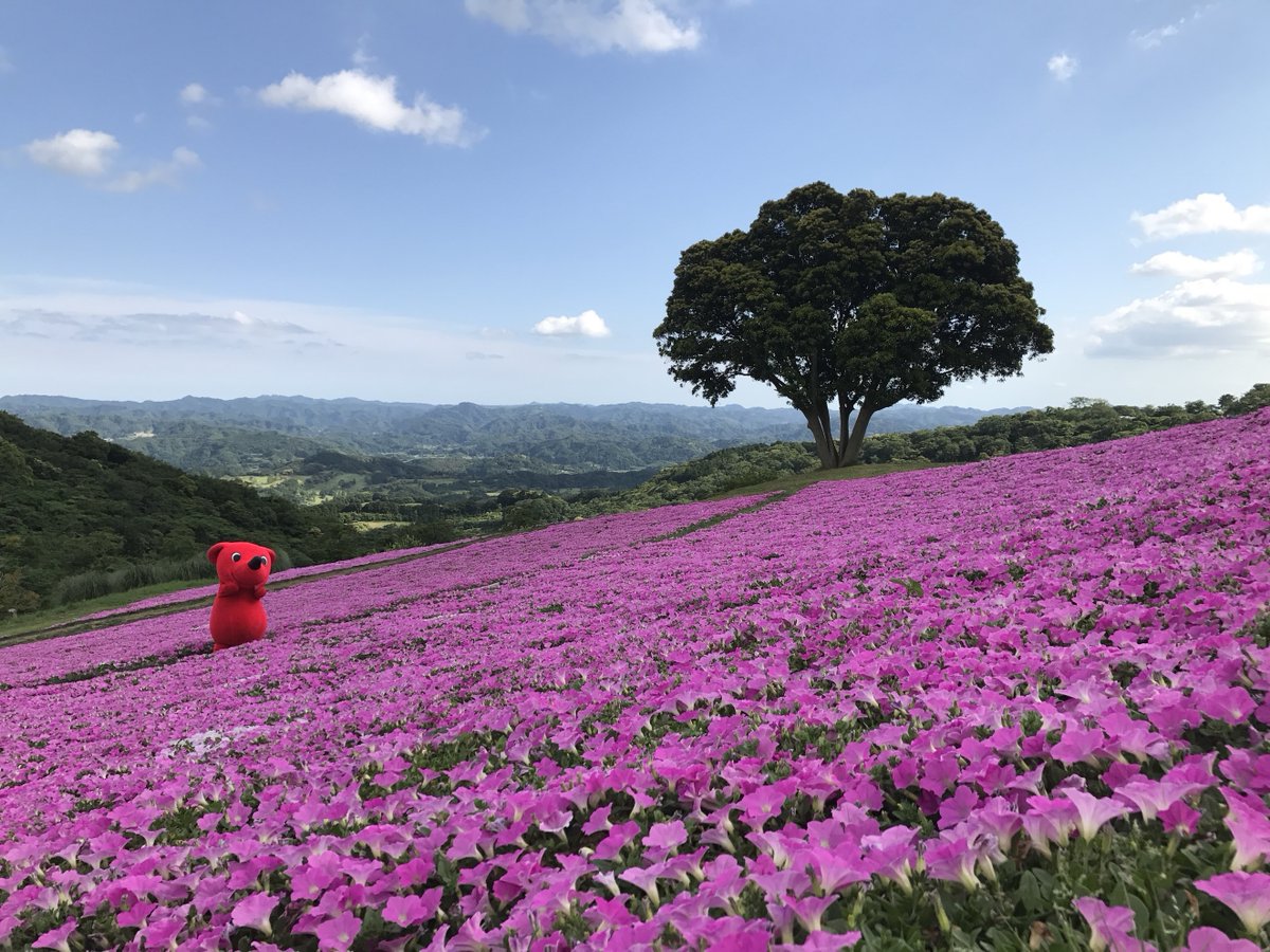 chi_bakun_chiba's tweet photo. ピンク色のお花畑にいるチーバくん
ばえてる？

#マザー牧場 https://t.co/1f1iMYilHH