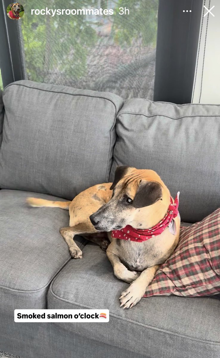 HarrieM's tweet photo. @NiallHarbison Niall if anyone doubted your decision to  initially save Rocky &amp; then put him up for adoption,they only need to see him in his forever home. Definitely the best decision for him,he already looks like he belongs there.Rocky the comeback
King, down but never out❤️❤️ https://t.co/Ic9sKOkldZ