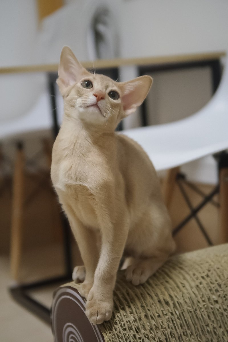 shogetsuan's tweet photo. 昨日の猫カフェ、瀬戸のにゃーにゃーにゃー🐈🐈🐈
新しく #アビシニアン の子猫の「伊予助」のデビューでした🐈✨
同じアビシニアンの栗坊こと栗之助の甥っ子で、この子のママが栗坊と同胎で(写真見たら瓜二つ)この子は毛色が薄くてミルクティーっぽい☕
人懐っこいけど猫慣れはまだこれから🐈 https://t.co/7ZJbMRt2ij