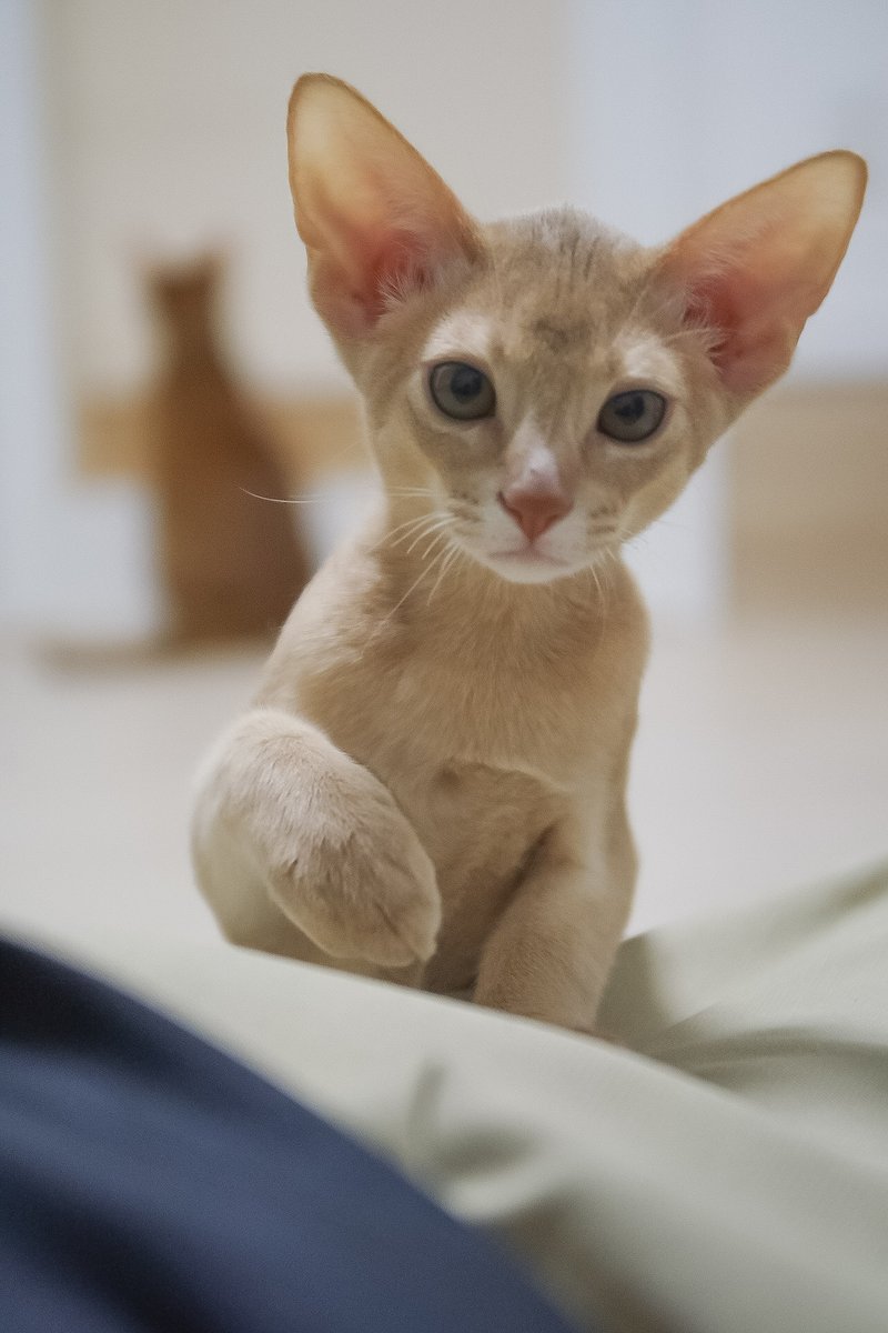 shogetsuan's tweet photo. 昨日の猫カフェ、瀬戸のにゃーにゃーにゃー🐈🐈🐈
新しく #アビシニアン の子猫の「伊予助」のデビューでした🐈✨
同じアビシニアンの栗坊こと栗之助の甥っ子で、この子のママが栗坊と同胎で(写真見たら瓜二つ)この子は毛色が薄くてミルクティーっぽい☕
人懐っこいけど猫慣れはまだこれから🐈 https://t.co/7ZJbMRt2ij