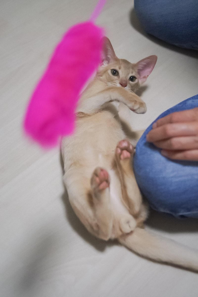 shogetsuan's tweet photo. 昨日の猫カフェ、瀬戸のにゃーにゃーにゃー🐈🐈🐈
新しく #アビシニアン の子猫の「伊予助」のデビューでした🐈✨
同じアビシニアンの栗坊こと栗之助の甥っ子で、この子のママが栗坊と同胎で(写真見たら瓜二つ)この子は毛色が薄くてミルクティーっぽい☕
人懐っこいけど猫慣れはまだこれから🐈 https://t.co/7ZJbMRt2ij