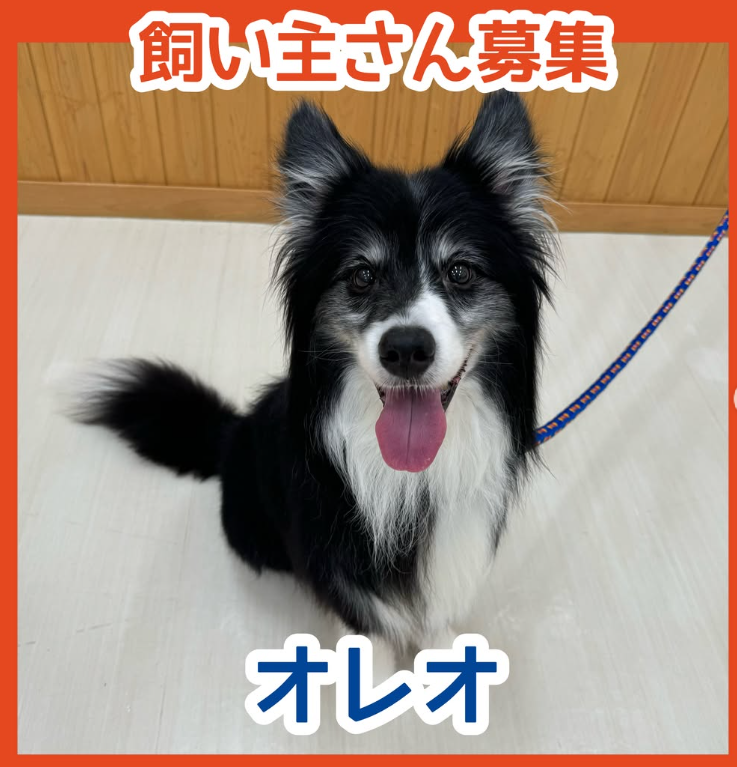 里親 ボタンの狼 募集中 ハンドメイド