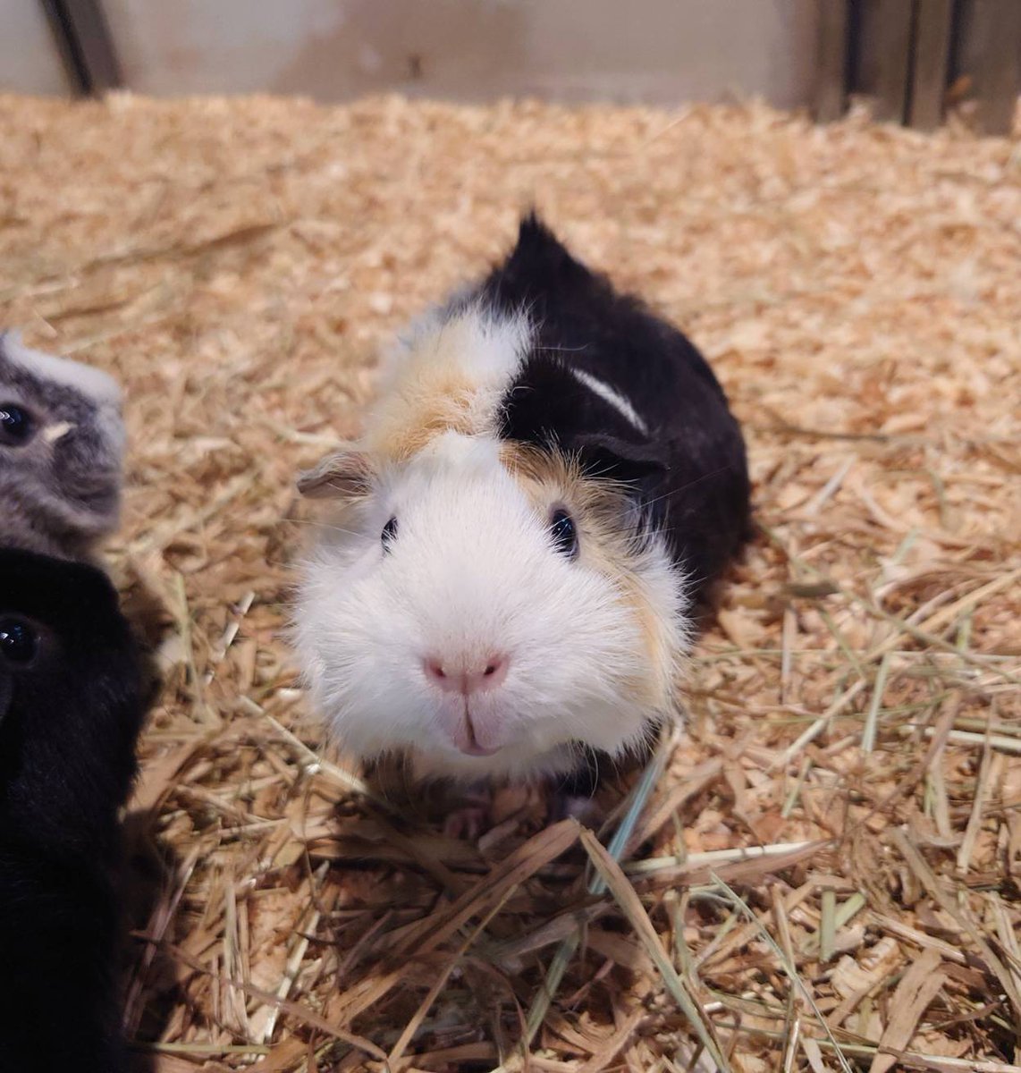 hamurazoo_'s tweet photo. #第3回モルモット総選挙 に出馬中の #びす のPRです！

いつも、のほほんとしている性格ですが、たまに一人で旅に出てくつろいでいる姿を見つけます。
ちょっと天然ぽいというか、なにを考えてるのかなかなか掴めません😅

#ヒノトントンZOO
#羽村市動物公園
#モルモット
#テンジクネズミ https://t.co/p8LCIZDuO7