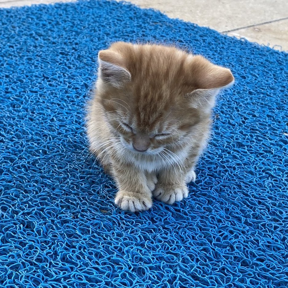 bosunatiklama's tweet photo. Bugün, Dünya Yavru Kedi günü. https://t.co/hsGg9JG6vE