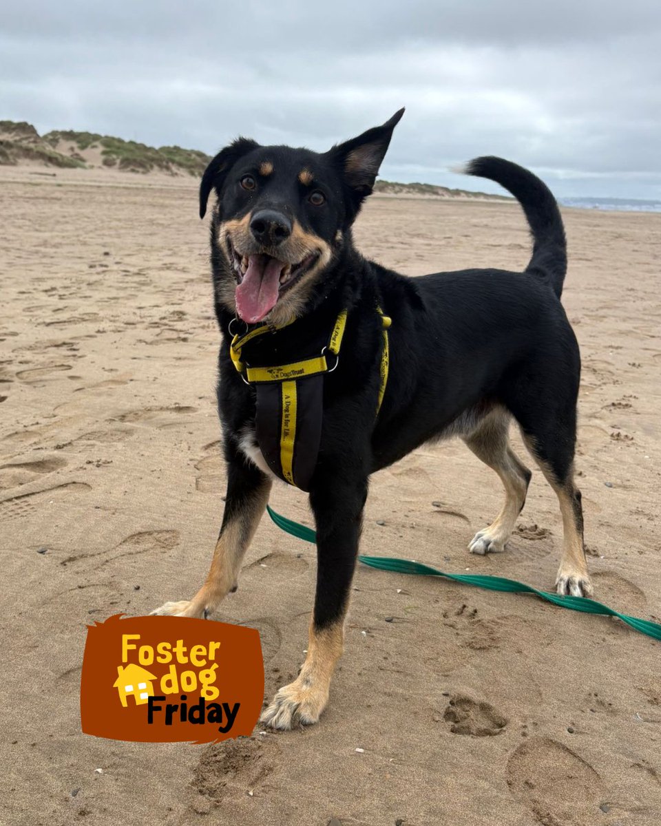 DT_Ilfracombe's tweet photo. Billy is the focus of this week’s #FosterDogFriday 
💛🐶💛
He is looking for a home. 🏡
👉 https://t.co/9L7tZYGqgV
📍@DogsTrust #Ilfracombe 

#ADogIsForLife #AdoptADog https://t.co/MzilcwKYSA