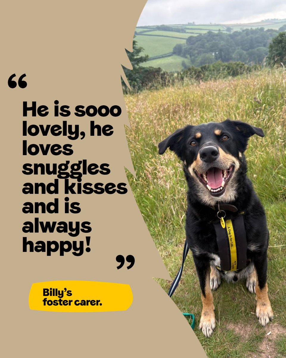 DT_Ilfracombe's tweet photo. Billy is the focus of this week’s #FosterDogFriday 
💛🐶💛
He is looking for a home. 🏡
👉 https://t.co/9L7tZYGqgV
📍@DogsTrust #Ilfracombe 

#ADogIsForLife #AdoptADog https://t.co/MzilcwKYSA