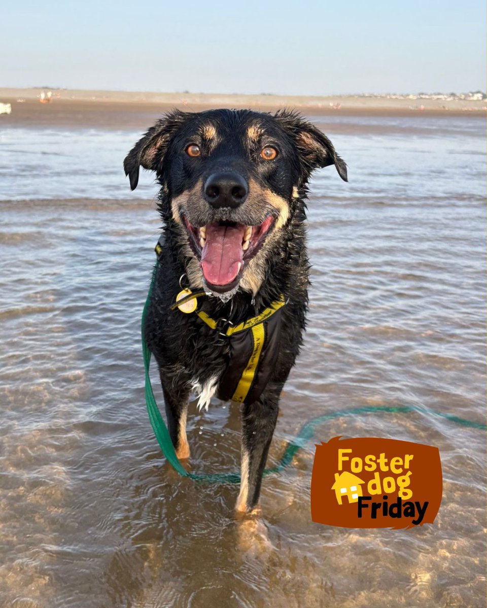 DT_Ilfracombe's tweet photo. Billy is the focus of this week’s #FosterDogFriday 
💛🐶💛
He is looking for a home. 🏡
👉 https://t.co/9L7tZYGqgV
📍@DogsTrust #Ilfracombe 

#ADogIsForLife #AdoptADog https://t.co/MzilcwKYSA