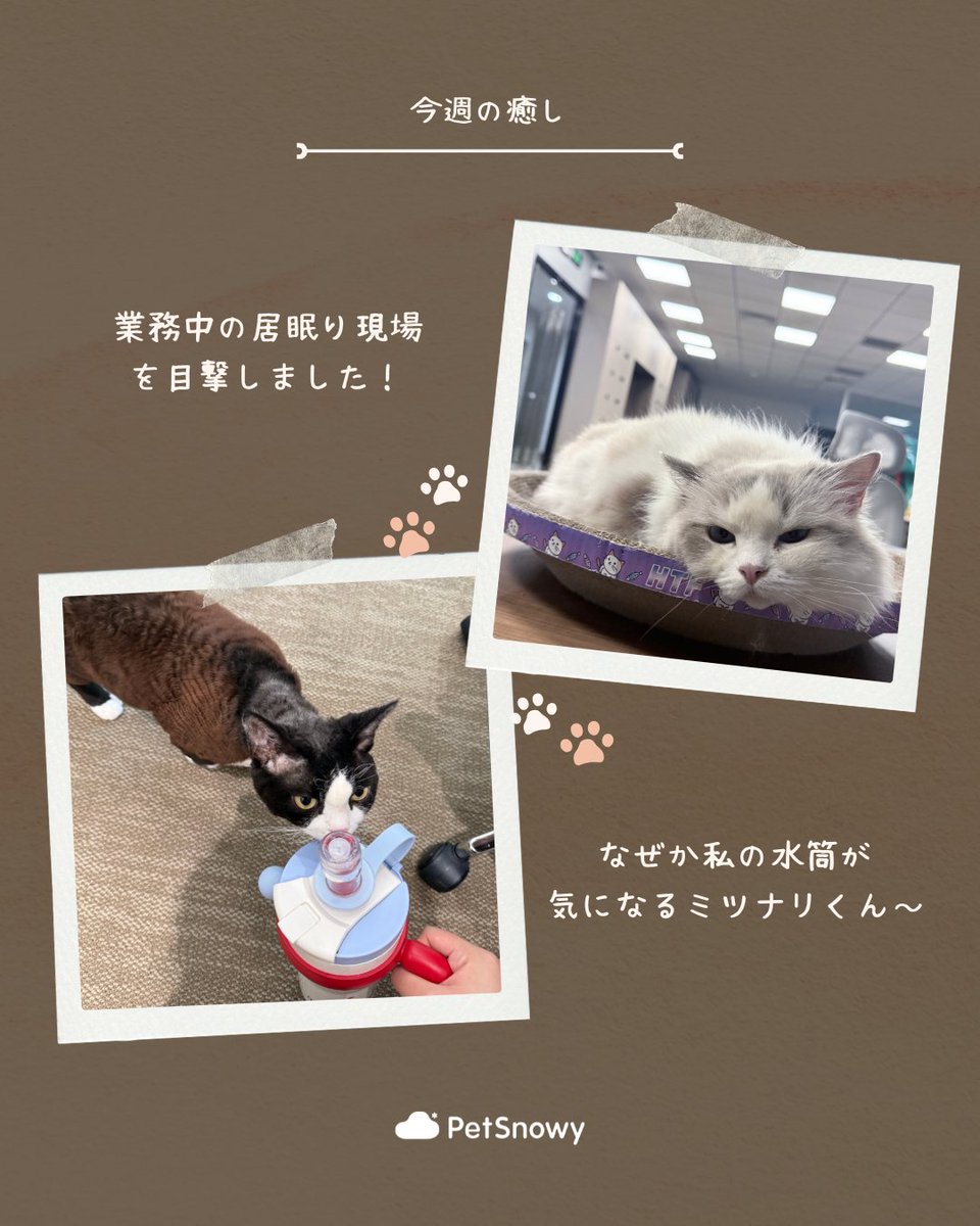 PetSnowy | ペット用品😺🐶 (@PetsnowyJapan) / Posts / X