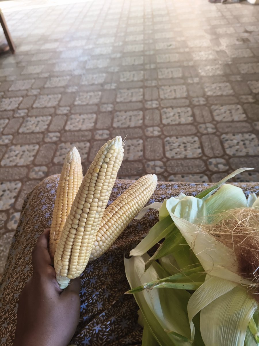 AnuRafiya_'s tweet photo. நாட்டு சோளம் கண்ணால பாத்தே ரொம்ப காலமாச்சு https://t.co/0aPFejMYfG
