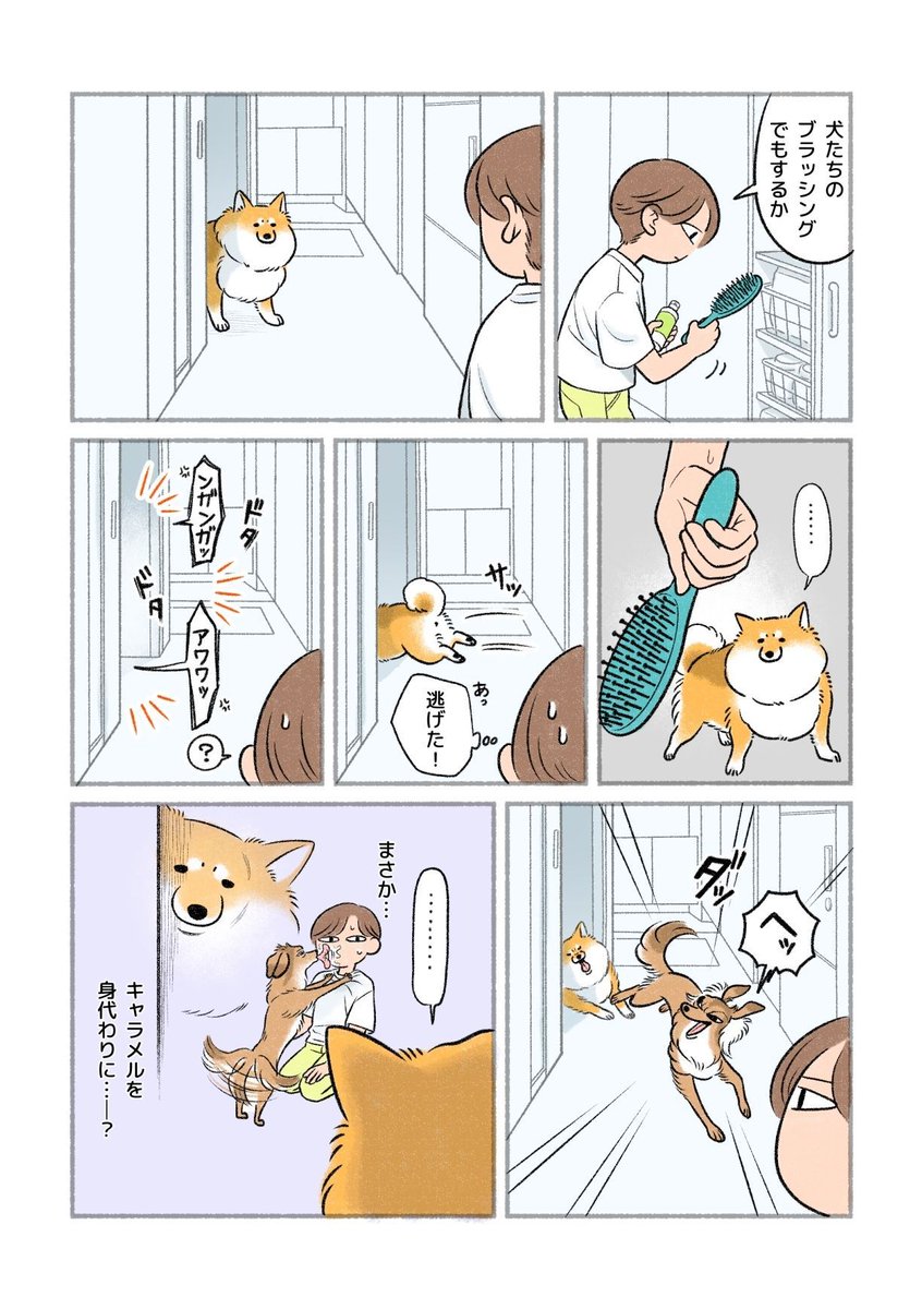 SAKAGUCHIMAYA's tweet photo. これで手打ちに… https://t.co/Nx4Hd2KKw8