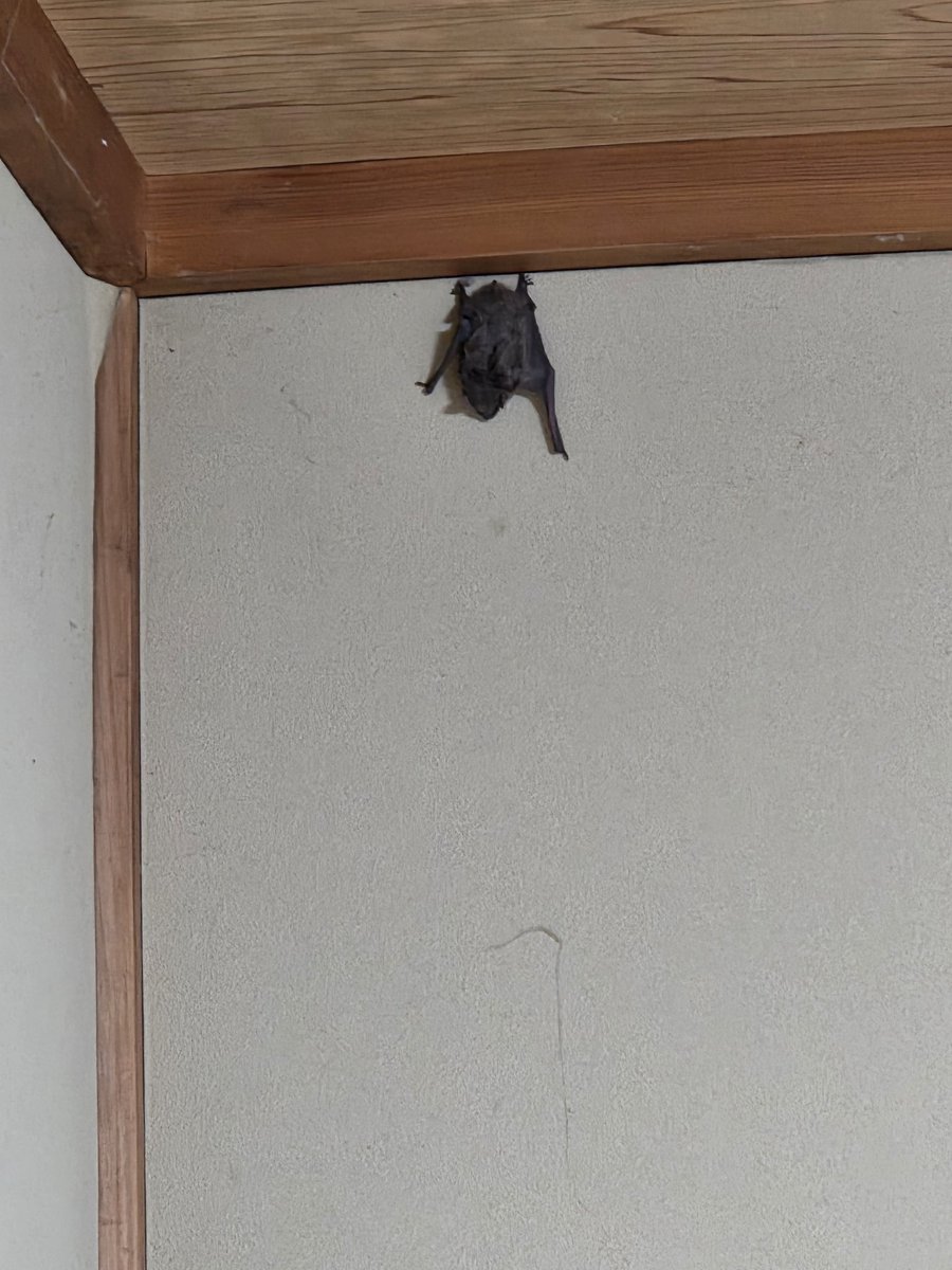 shinyoko0718's tweet photo. 帰ってきたら家にコウモリいるんだけど…
どこから来たよコイツ https://t.co/jI0YF5Iimo