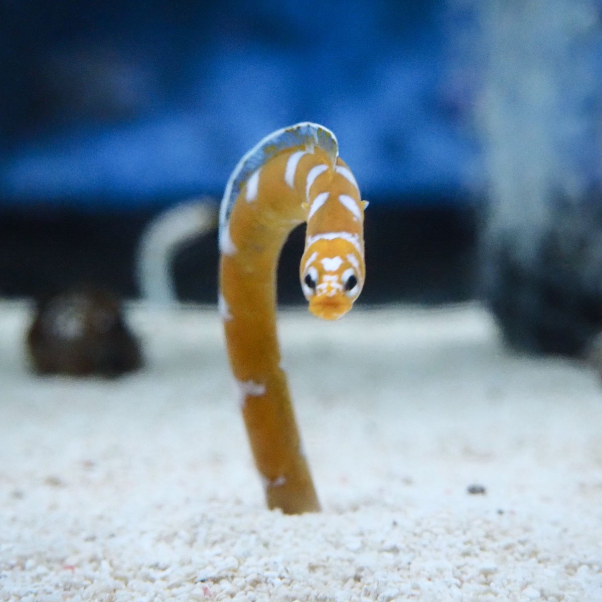 水槽に映る自分を威嚇するニシキアナゴ 小さな胸びれも全開です