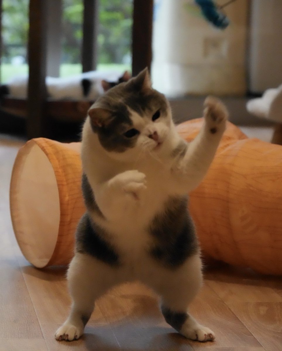 bakenekocafe's tweet photo. 空手家猫　こはだ

空を切り裂く手刀です！

瓦5枚くらい割ってくれそうな凄みがあります！ https://t.co/IyOzXJkglr